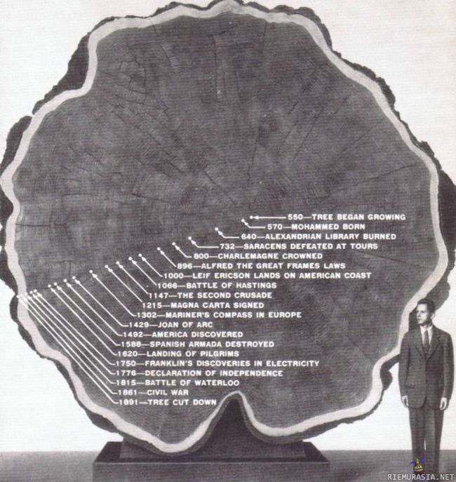puun ikä - ja koko, ja tapahtumat kasvun aikana
