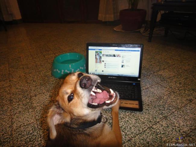 fb-koire - koiran yksityisyys