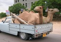 kameli karvaani