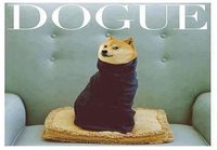 Dogue