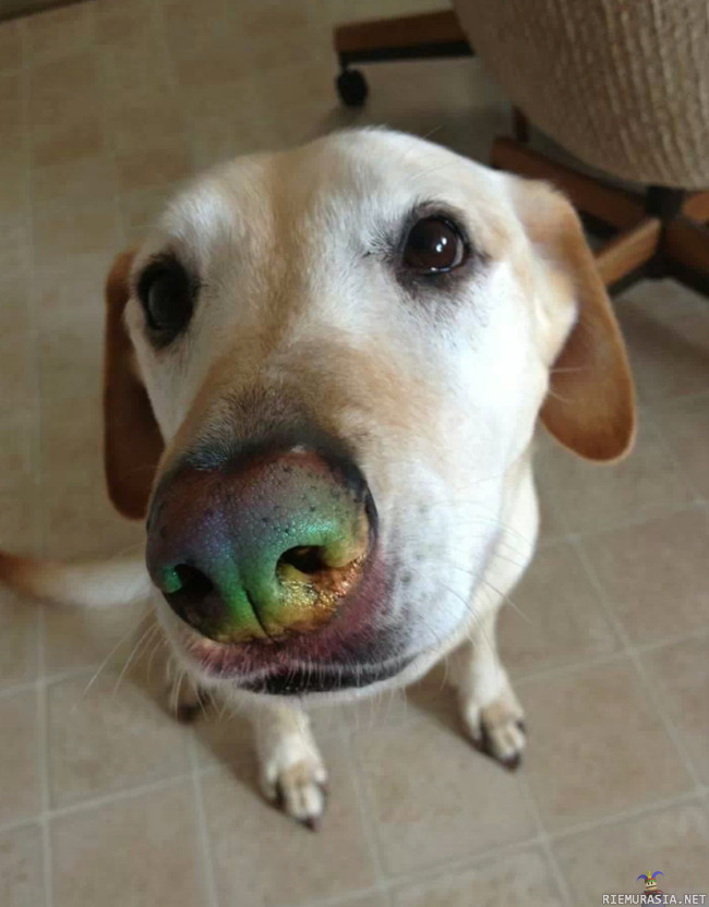 Smell the rainbow - Näin käy kun otetaan kuva prisma koristeiden vieressä.