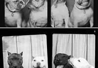 Dogs in photo booths
