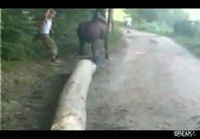 Angry Horse Fights Back