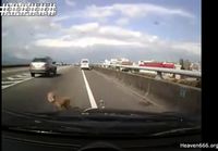 Koira putoaa autosta