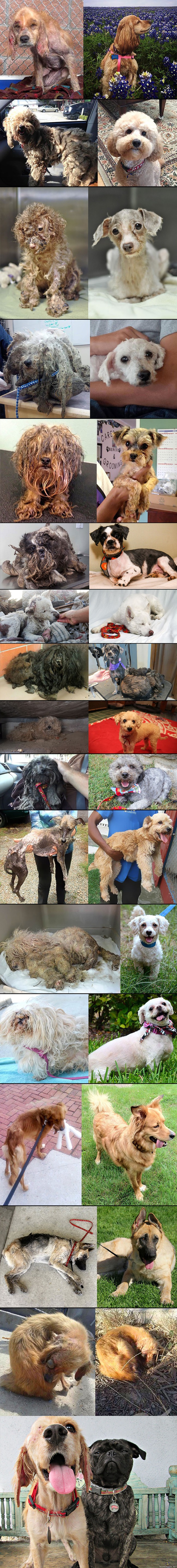 Pelastettuja koiria - Hylätyistä ja kodittomista koirista ennen ja jälkeen kuvia