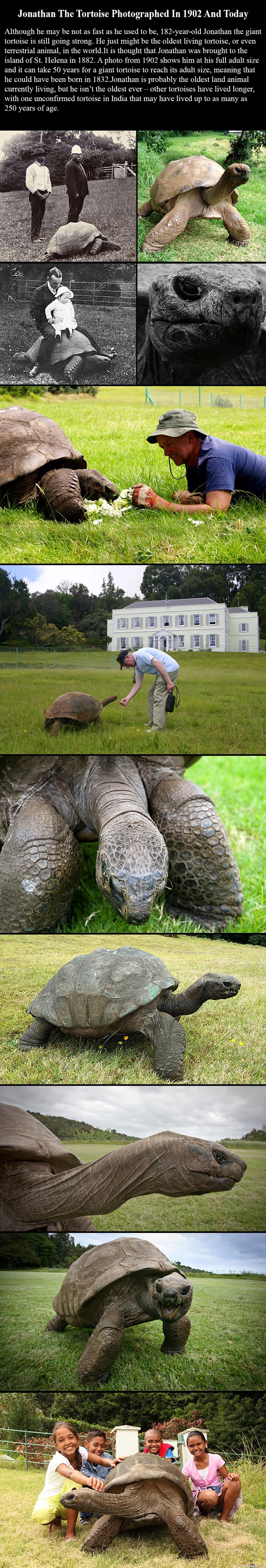 Jonathan Kilpikonna - Jättiläiskilpikonna Jonathan on jo 182-vuotias ja vieläkin porskuttaa menemään pirteänä.

http://www.boredpanda.com/182-year-old-tortoise-jonathan/