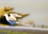MotoGP driver hits a seagull