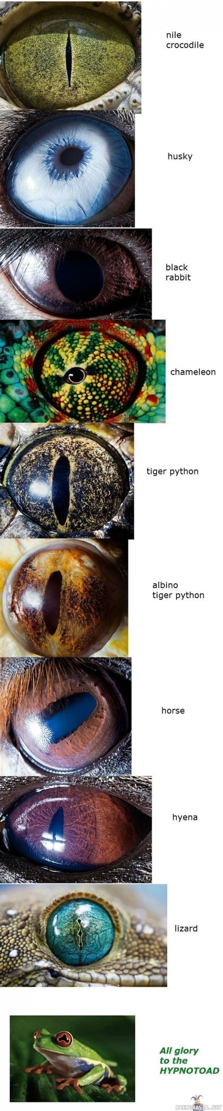 Kuvia eläinten silmistä