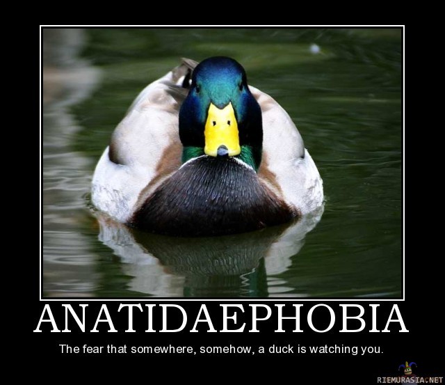 Anatidaephobia - Hieno fobia... Pelkää ankkojen katseita 0_o