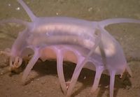 True facts about the sea pig