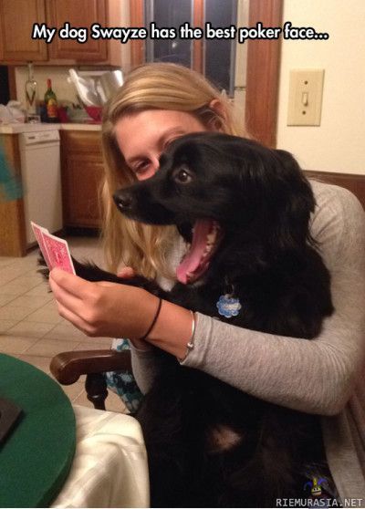 Koiran pokerinaama on pettämätön