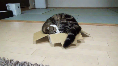 Niin hyvää laatikkoa t. kissa - kissa silittää laatikkoa hännällä