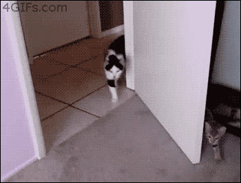 Kissa - yllätyshyökkäys