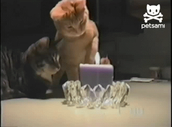 Kissa ja kynttilä - Niin hyvää kynttilää t. kissa