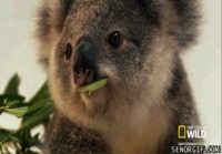 Koala syö
