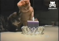Kissa ja kynttilä
