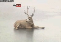 Höpsö Bambi :3