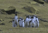 Pingviinit jahtaa perhosta