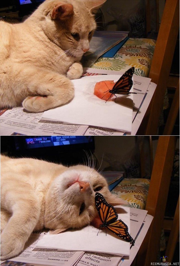 Kissan reaktio perhoseen - :3