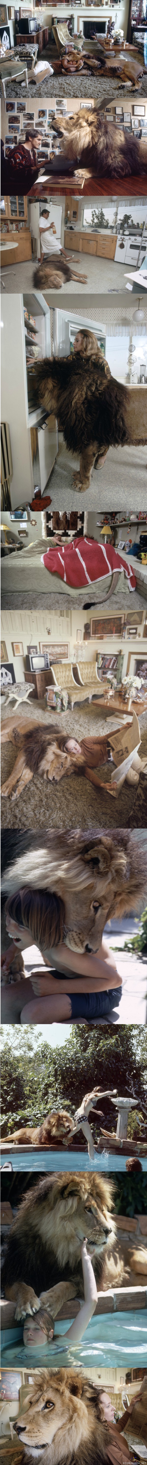 Leijona lemmikkinä - Näyttelijätär Melania Griffithillä oli teinivuosinaan kotona lemmikkinä leijona nimeltänsä Neil. Tämä kuvasarja on otettu 1970-luvulla.