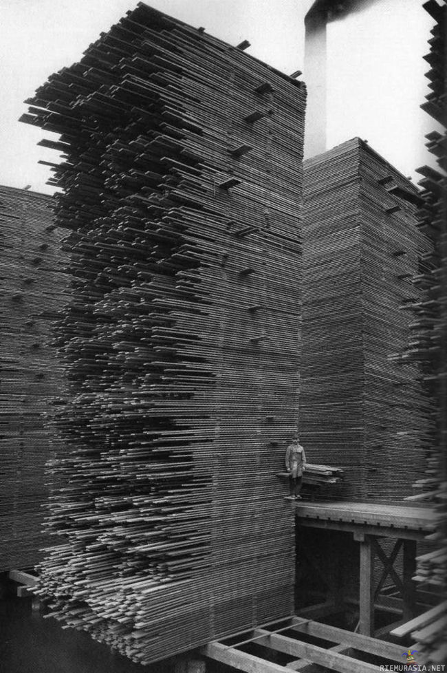 Korkea lautataapeli - Setripuuta kuivumassa vuonna 1919 Seatlessa
