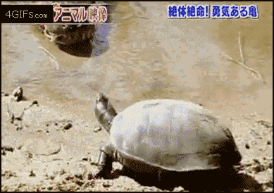Kilpikonnan pako - vau
