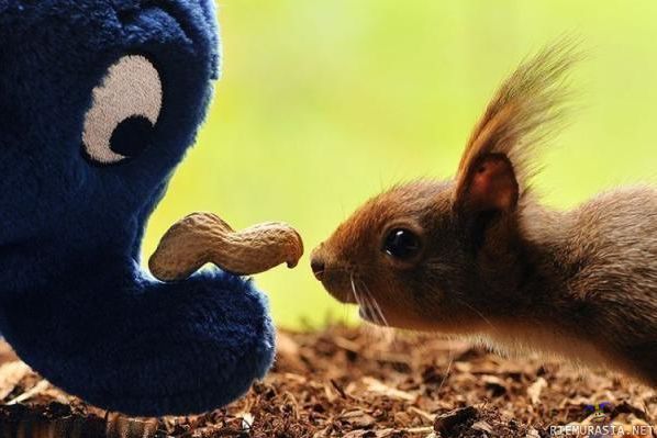 Orava - annatko sen pähkinän?