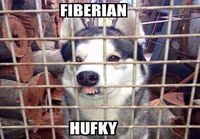 Fiberian Hufky 
