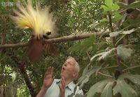 David Attenborough ja isoparatiisilintu