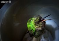 Snoring hummingbird