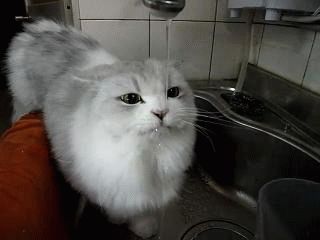 Kissa - juo vettä