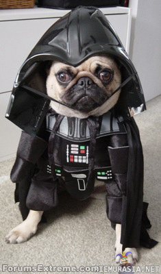 Darth The dog