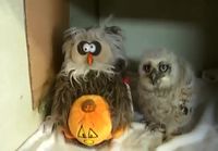 Adorable Baby Owl Dances And Sings Along With Stuffed Halloween Owl