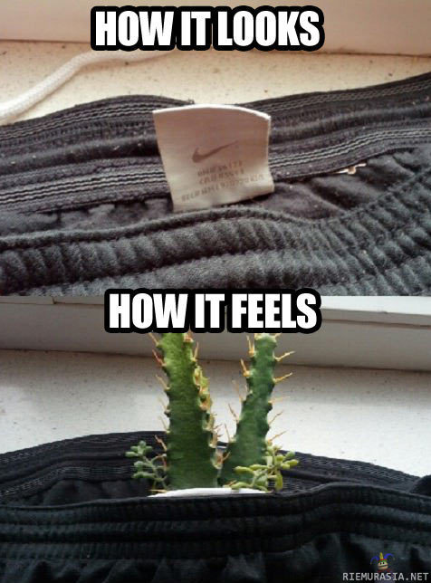Kaktus housuissa