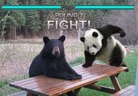 panda vs kuma
