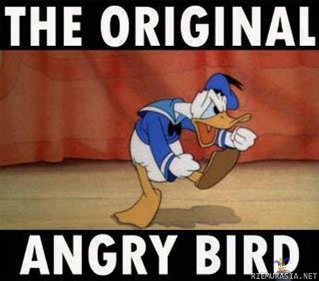 Angry bird