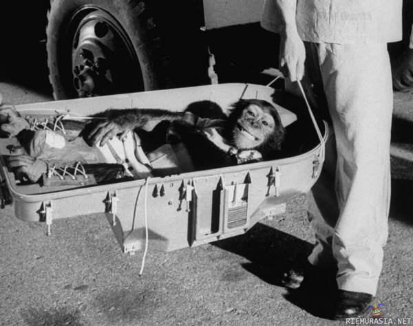 Simpanssiastronautti Ham - https://en.wikipedia.org/wiki/Monkeys_and_apes_in_space