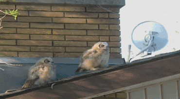 2 owls 1 roof - hyvällä reaktiolla