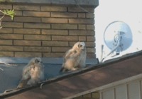 2 owls 1 roof