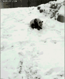 Tulihan sitä lunta - Pandakin tykkää