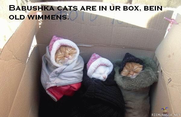 Kissat kissat.. - Babushka cats are in ur box bein, old wimmens