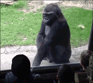gorilla - pelästyttelee