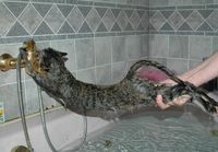 Tykkääkö kissasi vedestä?