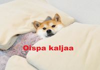 Oispa kaljaa