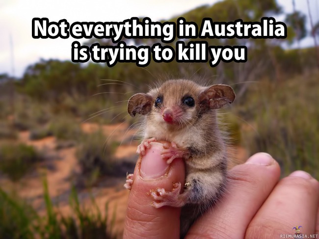 Ei kaikki austraaliassa halua tappaa - mutta nepä sitten tuleeki tapetuksi