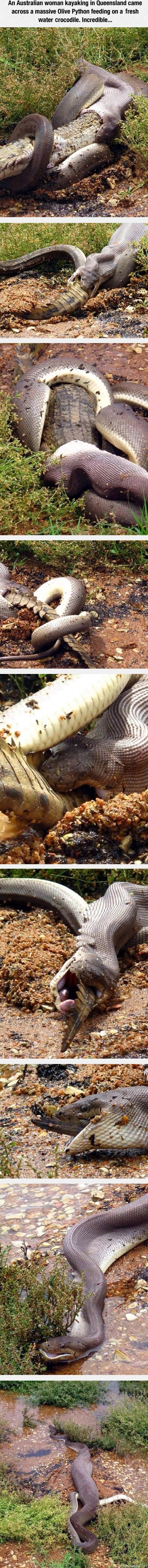 Pyyttoni evästämässä - Normipäivä Australiassa käärme nielemässä krokotiilia