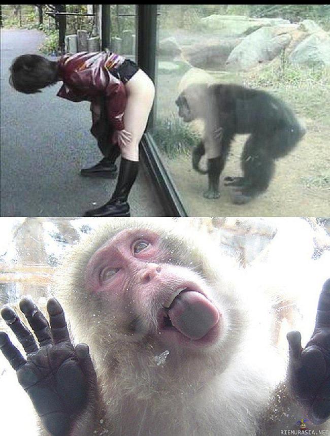 apinaa kiusataan