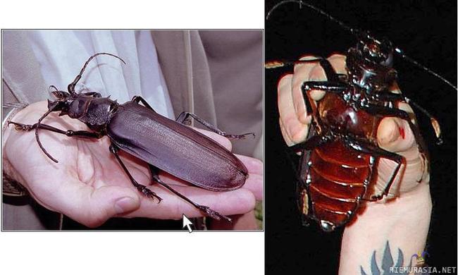 Maailman suurin tunnettu hyönteinen - Titaanijäärä (Titanus giganteus) http://en.wikipedia.org/wiki/Titan_beetle