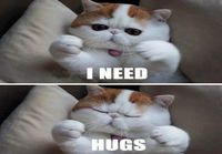 Kitty Hug