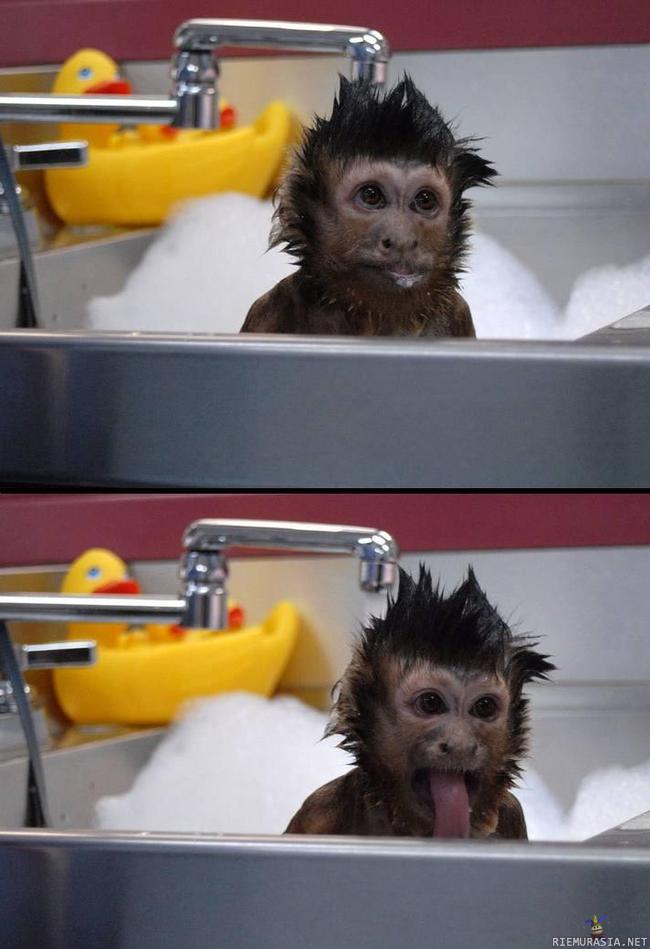 Apinaa pestään